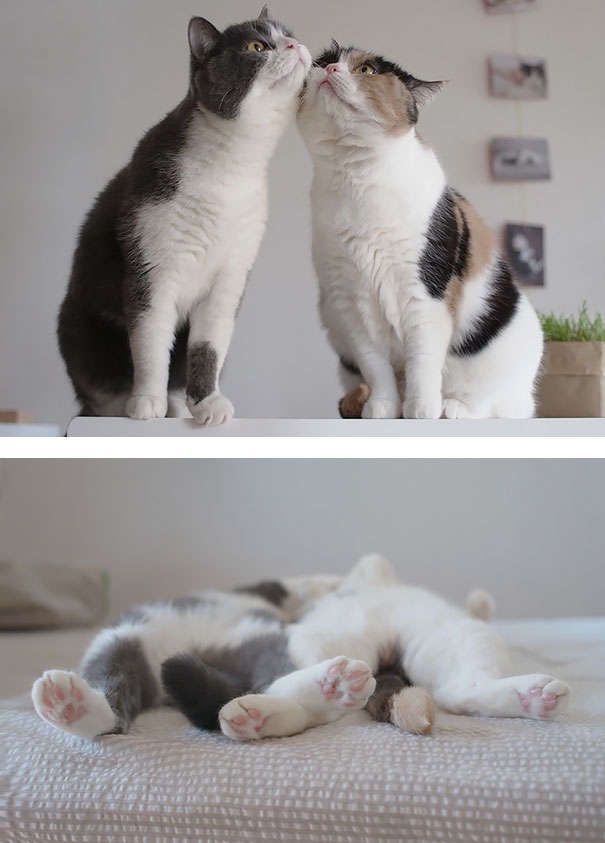 Пухнаста любов: Як коти готуються до Дня закоханих  - фото 7