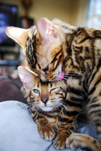 Пухнаста любов: Як коти готуються до Дня закоханих  - фото 8
