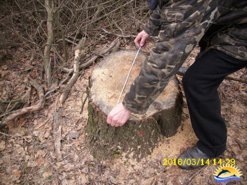 На Миколаївщині браконьєри масово знищують лісосмуги - фото 3