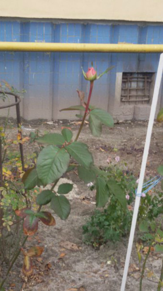 Природна аномалія: У грудневому Києві зацвіли троянди  - фото 1