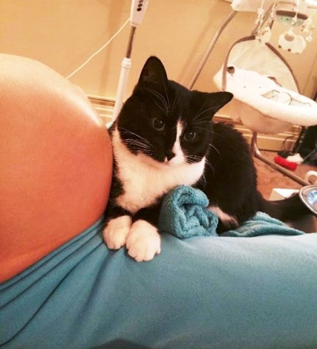 Як кішка полюбила малюка своєї власниці, ще до його народження - фото 3