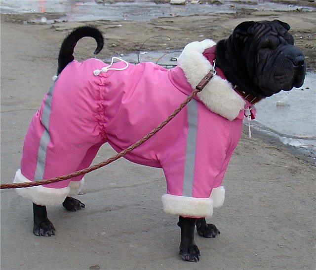 Холод собачий: ТОП-20 собак у зимовому одязі - фото 8
