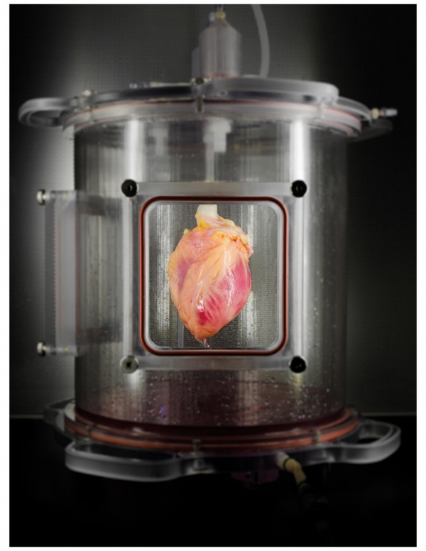 Вчені вперше виростили людське серце - фото 1
