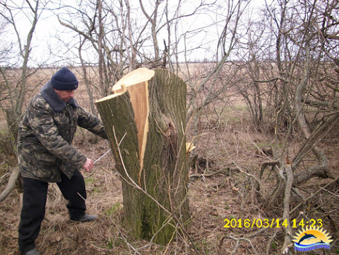 На Миколаївщині браконьєри масово знищують лісосмуги - фото 2