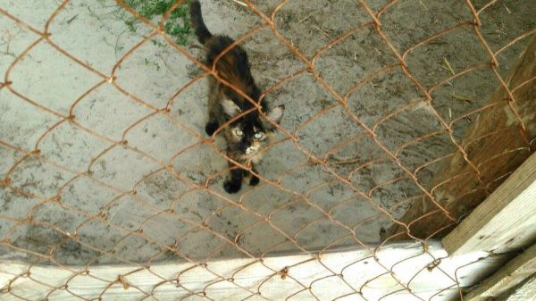 Під Києвом знайшли майже сотню замучених кошенят. Більше половини вже померли - фото 3