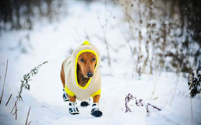 Холод собачий: ТОП-20 собак у зимовому одязі - фото 9