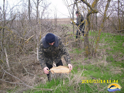 На Миколаївщині браконьєри масово знищують лісосмуги - фото 1