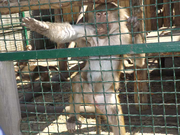 Тваринний світ бердянського зоопарку поповнили тигр, ведмеді та мавпеня - фото 8