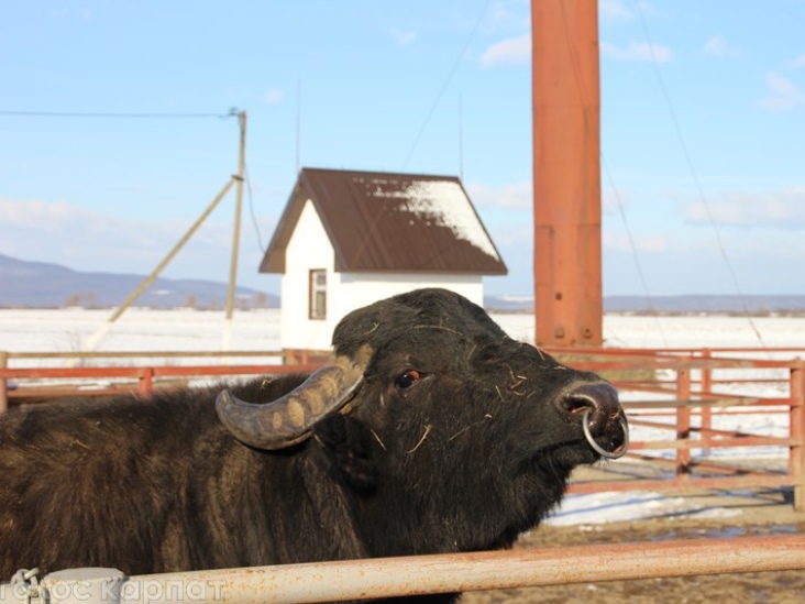 Закарпатські фермери взялися відродити в Україні поголів'я буйволів - фото 3