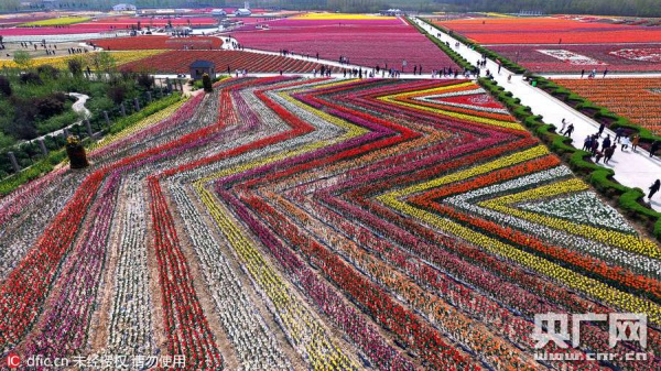 У Китаї розквітли мільйони тюльпанів  - фото 4