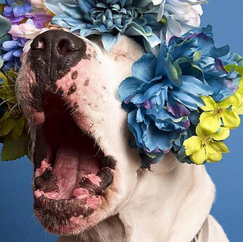 Пітбулі-україночки: Фотограф представила серію портретів собак у віночках - фото 3