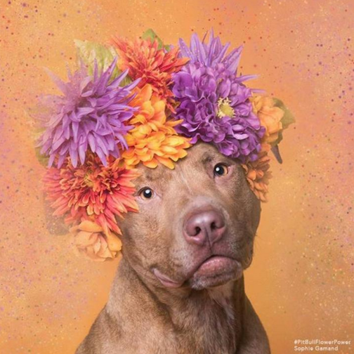 Пітбулі-україночки: Фотограф представила серію портретів собак у віночках - фото 5