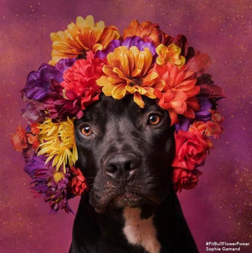 Пітбулі-україночки: Фотограф представила серію портретів собак у віночках - фото 8