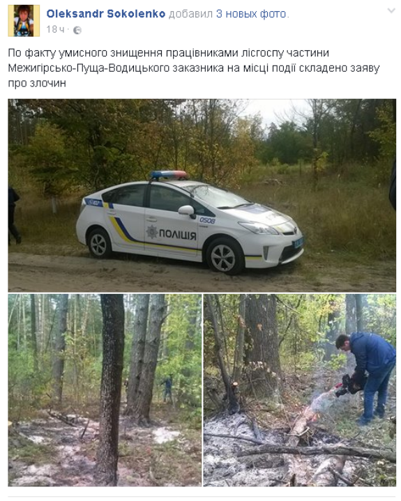 Активісти заявляють про варварську вирубку дерев у Святошинському лісі  - фото 5