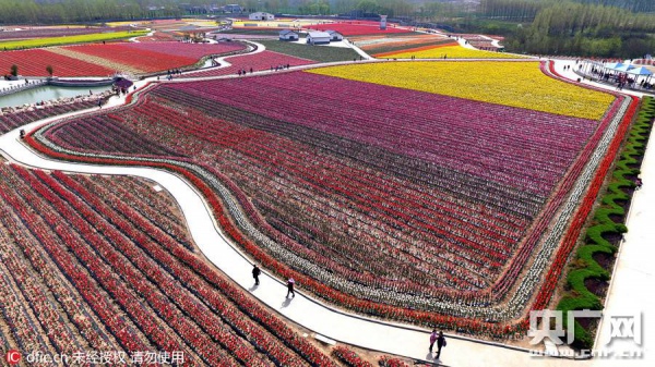 У Китаї розквітли мільйони тюльпанів  - фото 3