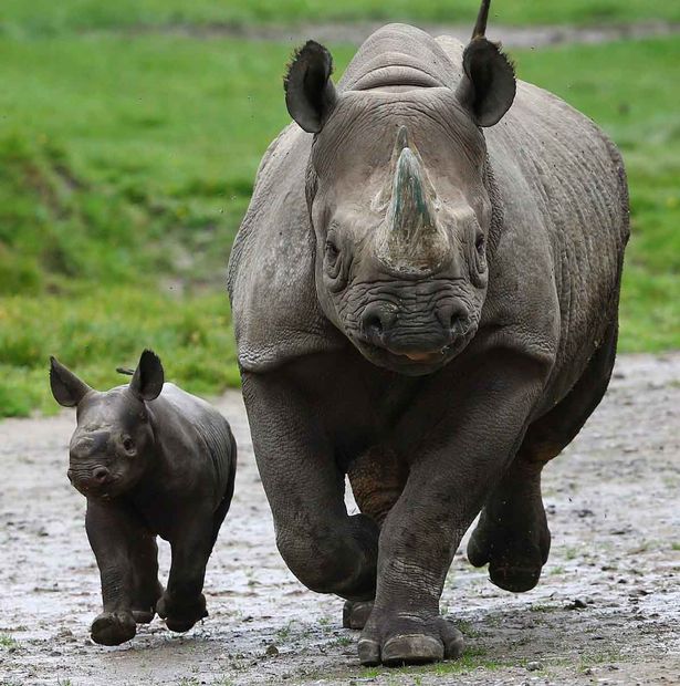 Як новонароджений носоріг підкорив серця британців - фото 2
