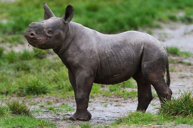 Як новонароджений носоріг підкорив серця британців - фото 4