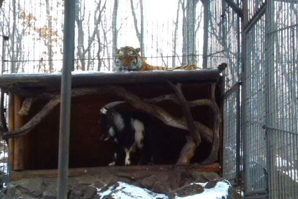 В російському парку тигр подружився з козлом, якого мав з'їсти - фото 1