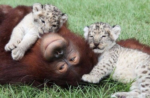 Як самка орангутанга стала мамою для маленький гепардів - фото 4