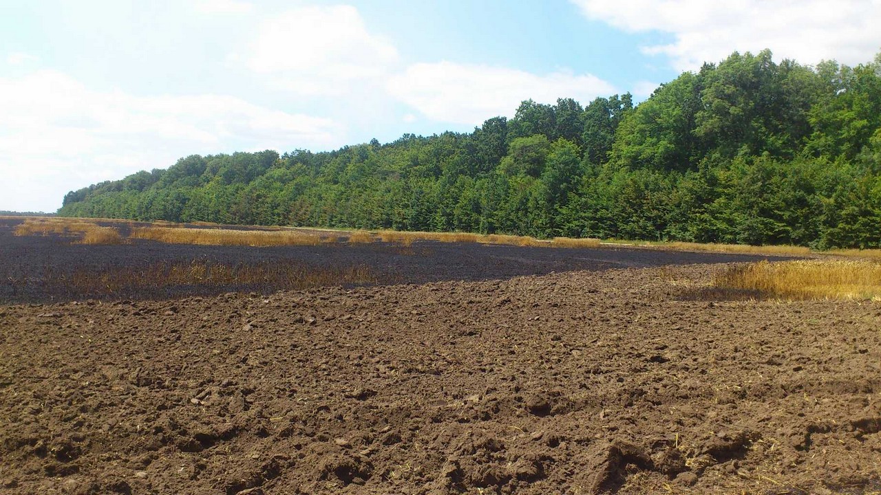 На Вінниччині на полях Порошенка згоріло 5 гектарів пшениці - фото 1