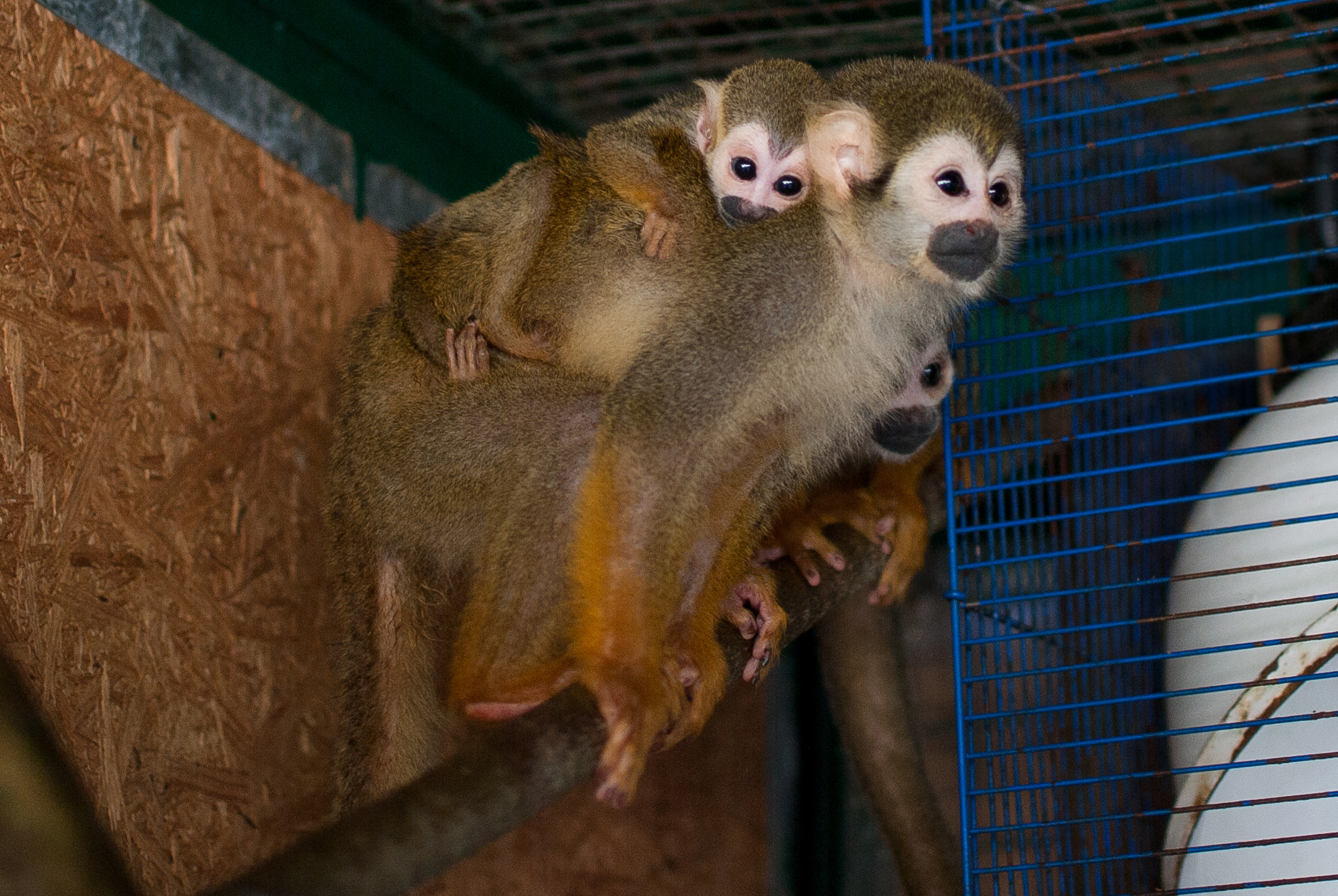 У харківському екопарку – мавпяче поповнення  - фото 1