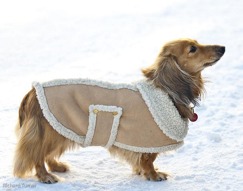 Холод собачий: ТОП-20 собак у зимовому одязі - фото 10