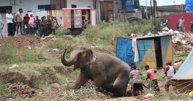 Цирковий слон вирвався на волю і спричинив паніку в індійському місті - фото 4