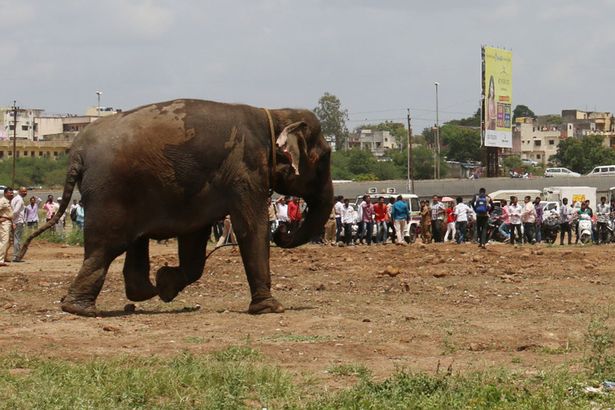 Цирковий слон вирвався на волю і спричинив паніку в індійському місті - фото 3