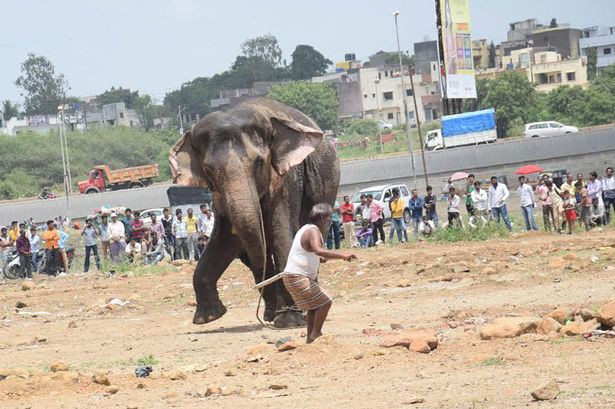 Цирковий слон вирвався на волю і спричинив паніку в індійському місті - фото 2
