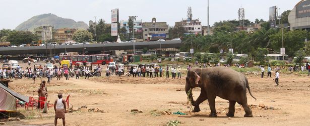 Цирковий слон вирвався на волю і спричинив паніку в індійському місті - фото 1