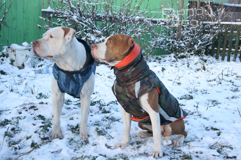 Холод собачий: ТОП-20 собак у зимовому одязі - фото 11