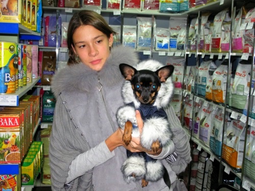 Холод собачий: ТОП-20 собак у зимовому одязі - фото 12