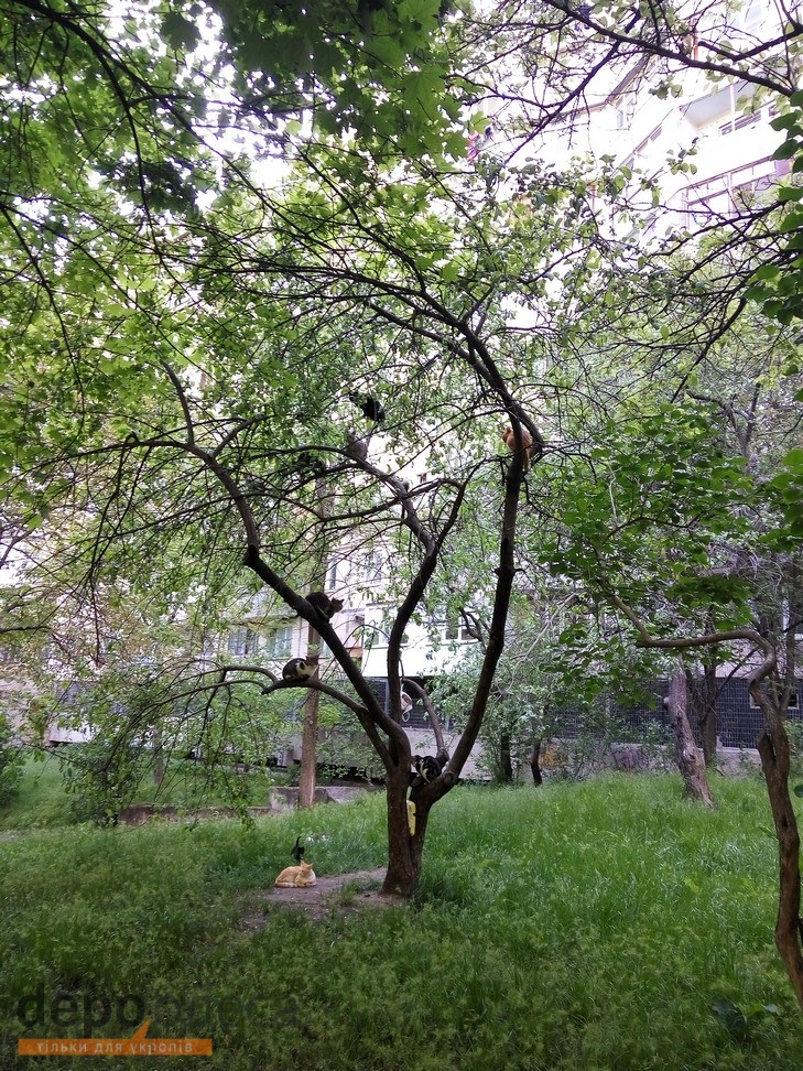  Більше 10 котів живуть на невеликому дереві в Одесі (ФОТО, ВІДЕО) - фото 2