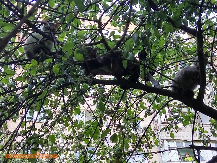  Більше 10 котів живуть на невеликому дереві в Одесі (ФОТО, ВІДЕО) - фото 1