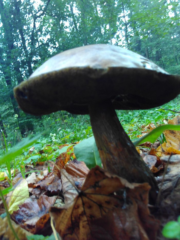 У парку на Львівщині виріс гриб-гігант (ВІДЕО, ФОТО) - фото 2