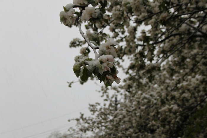 Як на Львівшині квітучі дерева засипало снігом - фото 1