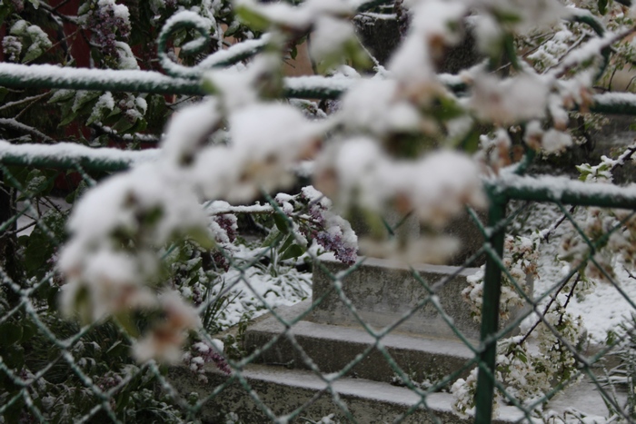 Як на Львівшині квітучі дерева засипало снігом - фото 2