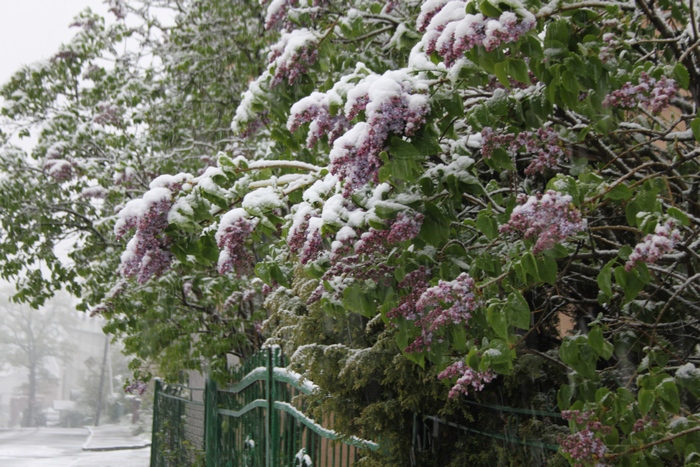 Як на Львівшині квітучі дерева засипало снігом - фото 3