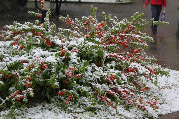 З'явилися нові фото і відео квітневого снігопаду на Львівщині - фото 9