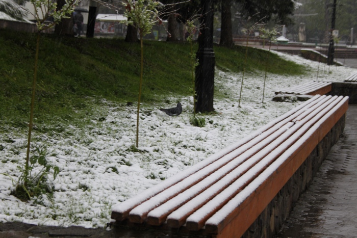 З'явилися нові фото і відео квітневого снігопаду на Львівщині - фото 12