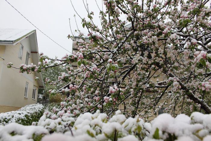 Як на Львівшині квітучі дерева засипало снігом - фото 11