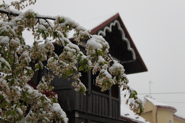 Як на Львівшині квітучі дерева засипало снігом - фото 14