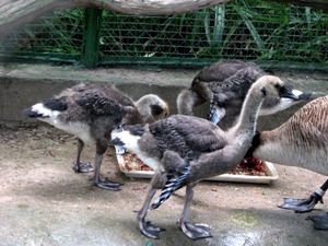 Бебі-бум у Миколаївському зоопарку: лані, якови та пташенята - фото 1