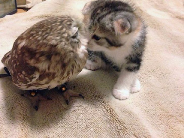 Як зворушливо вміють дружити кіт та сова - фото 1