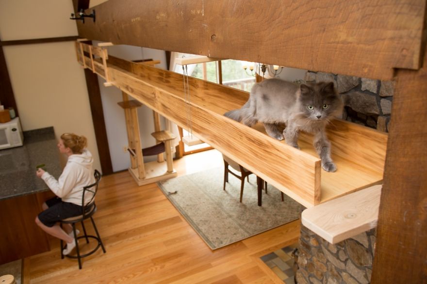 Як британки переробили свій будинок для комфорту котів  - фото 6