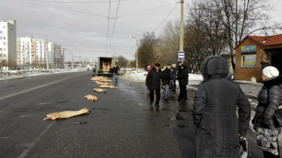 У Харкові просто посеред дороги з вантажівки випали свинячі напівтушки - фото 2