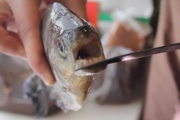 На Росії виловили страшнючу рибу з людськими зубами - фото 1