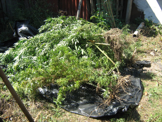 На Миколаївщині наркоагроном турботливо вирощував на городі коноплю - фото 3