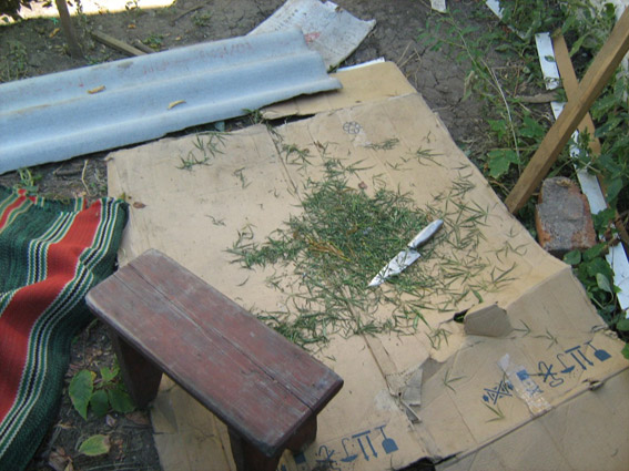 На Миколаївщині наркоагроном турботливо вирощував на городі коноплю - фото 2
