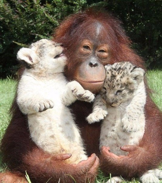 Як самка орангутанга стала мамою для маленький гепардів - фото 1